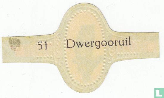Dwergooruil - Afbeelding 2