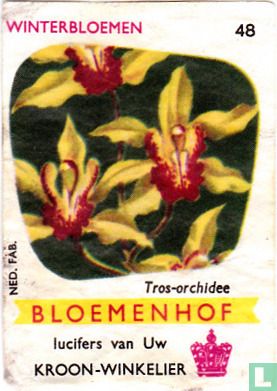 Tros-orchidee