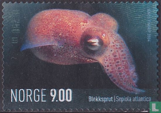 Atlantic dwarf squid