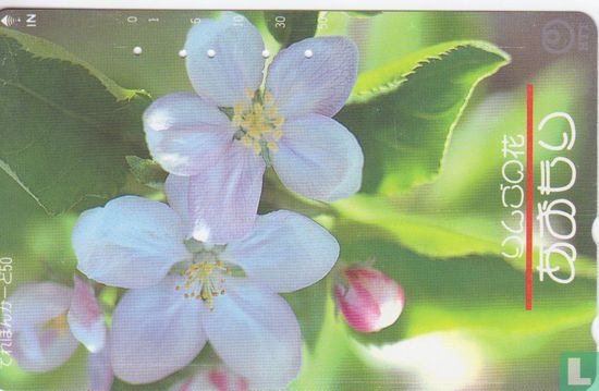Aomori - Apple Blossoms