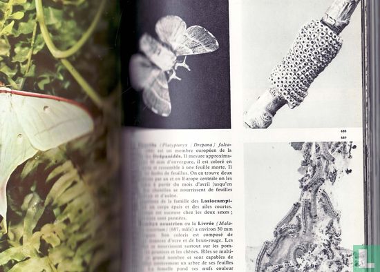 Encyclopédie Illustré des Insectes - Afbeelding 3