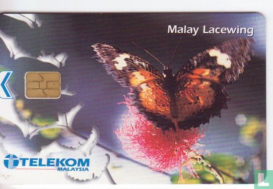 Malay Lacewing