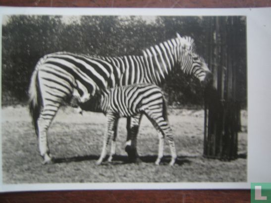  Diergaarde Blijdorp    Zebra met jong