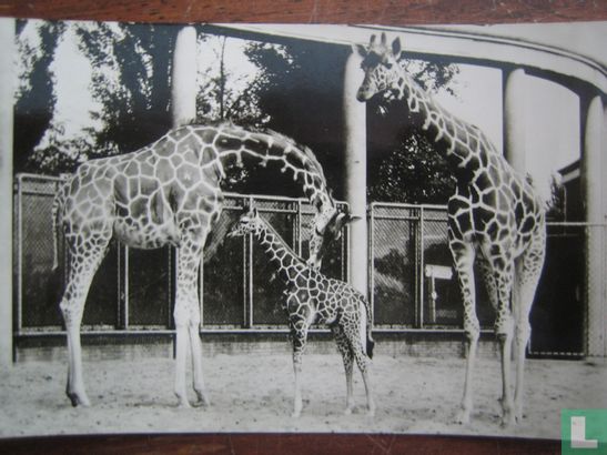 Diergaarde Blijdorp - Giraffen met jong