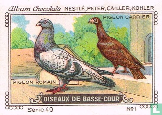 Pigeon romain - Pigeon carrier