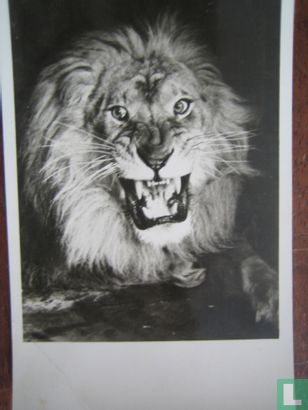  Diergaarde Blijdorp  Sultan-de Leeuw