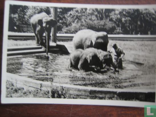 Badende olifanten 
