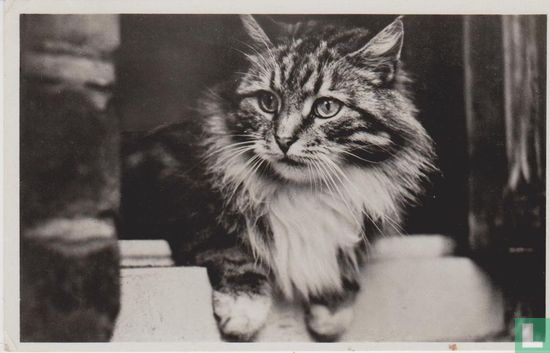 Kat in vensterbank - Afbeelding 1