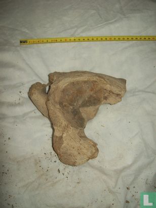 Mammoet deel van een bekken - Afbeelding 1