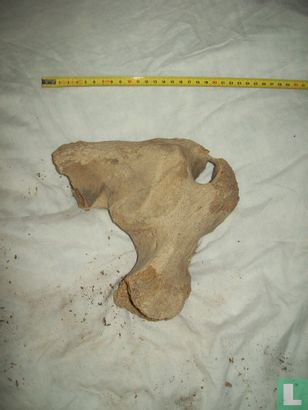 Mammoet deel van een bekken - Image 2