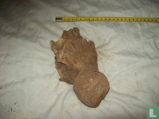 Mammoet deel van een schedel, achterhoofd - Bild 1