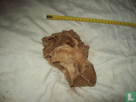Mammoet deel van een schedel, achterhoofd - Image 2