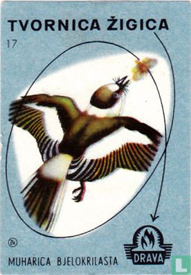 Muharica bjelokrilasta - "wit gevleugeld vliegenvanger"