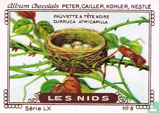 Fauvette a tête noire - Curruca atricapilla 8 - Cailler - LastDodo
