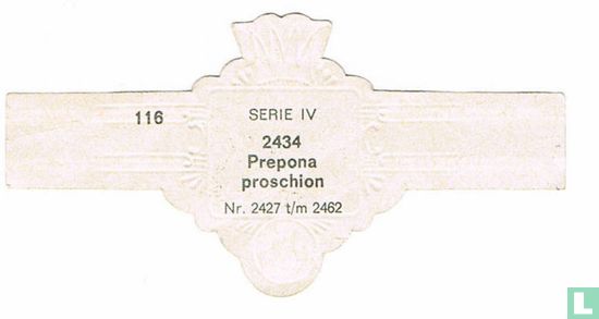Prepona Proschion - Afbeelding 2