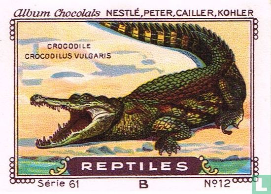 Crocodile - Crocodilus vulgaris