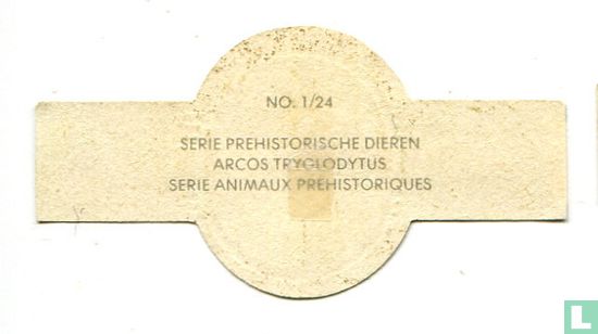 Arcos tryglodytus - Afbeelding 2