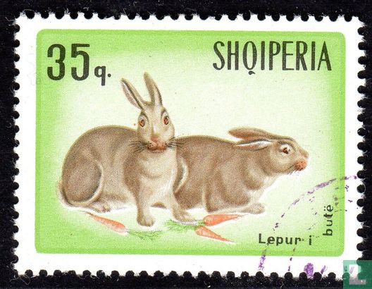 Hazen en konijnen 