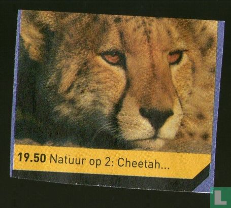 Natuur op 2: Cheetah...