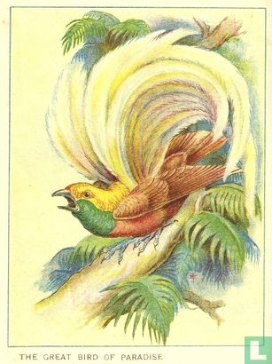 My book of birds - Afbeelding 2