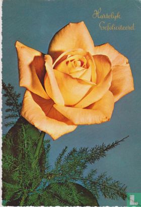 Hartelijk Gefeliciteerd - oranje roos - Image 1
