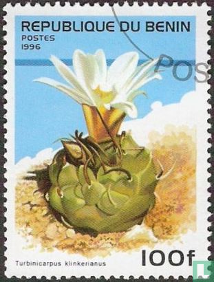 cacti