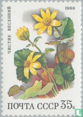 Flowers in deciduous forests