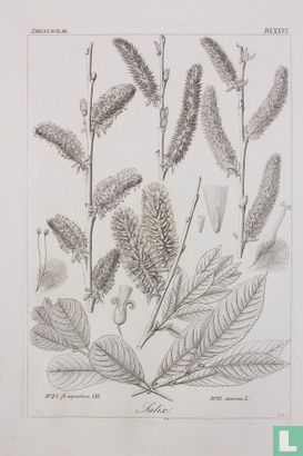 Icones Florae Germanicae - Afbeelding 3
