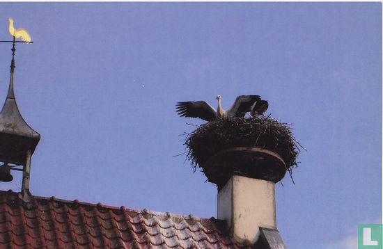Ooiervaars op nest - Image 1