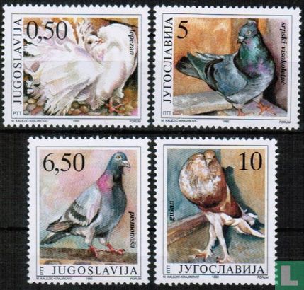 Pigeons