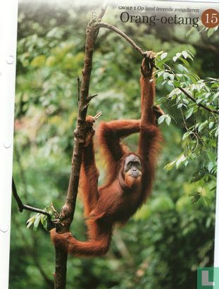 Orang-oetang - Afbeelding 1