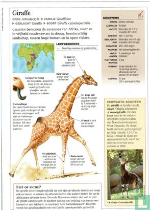 Giraffe - Afbeelding 2