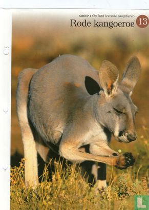 Rode kangoeroe - Bild 1