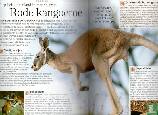 Rode kangoeroe - Afbeelding 3