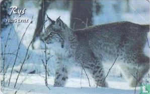 Lynx (Rys) - Afbeelding 1