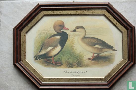  The red-crested pochard - Image 1