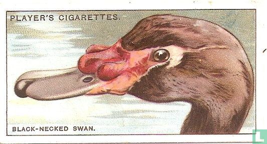 The Blacked-Necked Swan. - Afbeelding 1