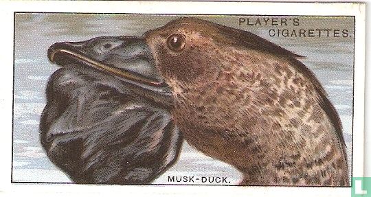 The Musk-Duck. - Afbeelding 1