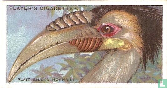 The Plait-Billed Hornbill. - Afbeelding 1