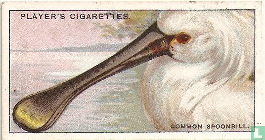 The Common Spoonbill. - Bild 1