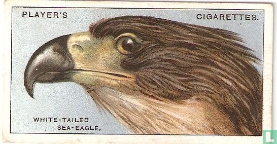 The White-tailed Sea Eagle. - Afbeelding 1
