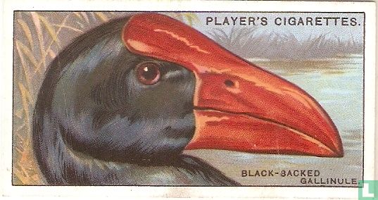The Black-Backed Gallinule. - Image 1