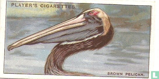 The Brown Pelican.