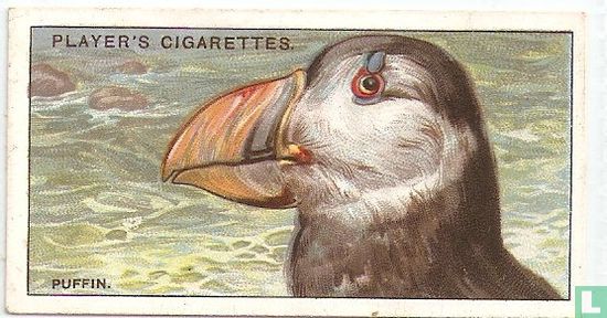The Puffin. - Image 1