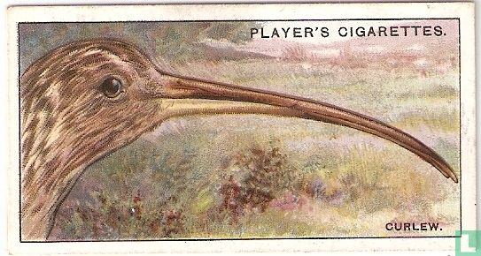 The Curlew.