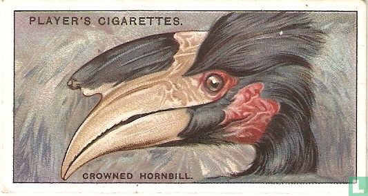 The Crowned Hornbill. - Image 1