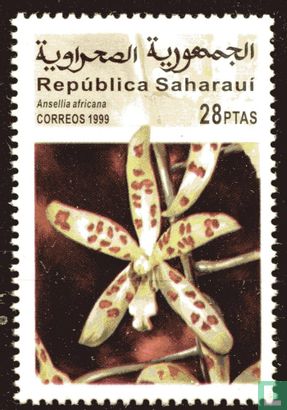 Orchideeën - Saharaui