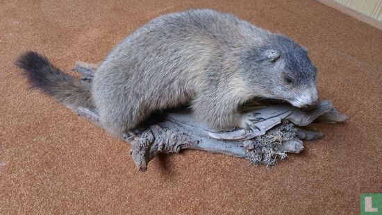 Marmota marmota - Image 1