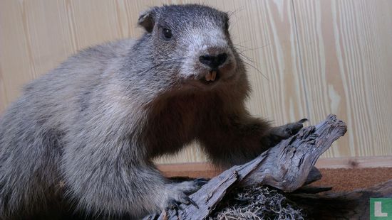 Marmota marmota - Afbeelding 2