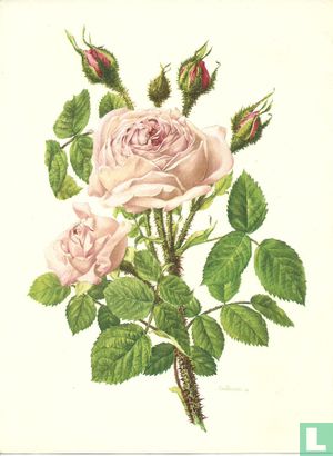 Rosa Centifolia Muscosa - Bild 1
